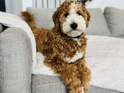 Knox - 20Lb. -/- 30.7% GR Tuxedo Multigen Toy/Mini Goldendoodle Stud