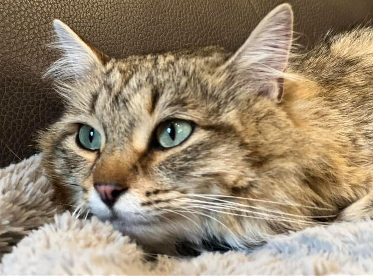 Female Long Hair Tabby