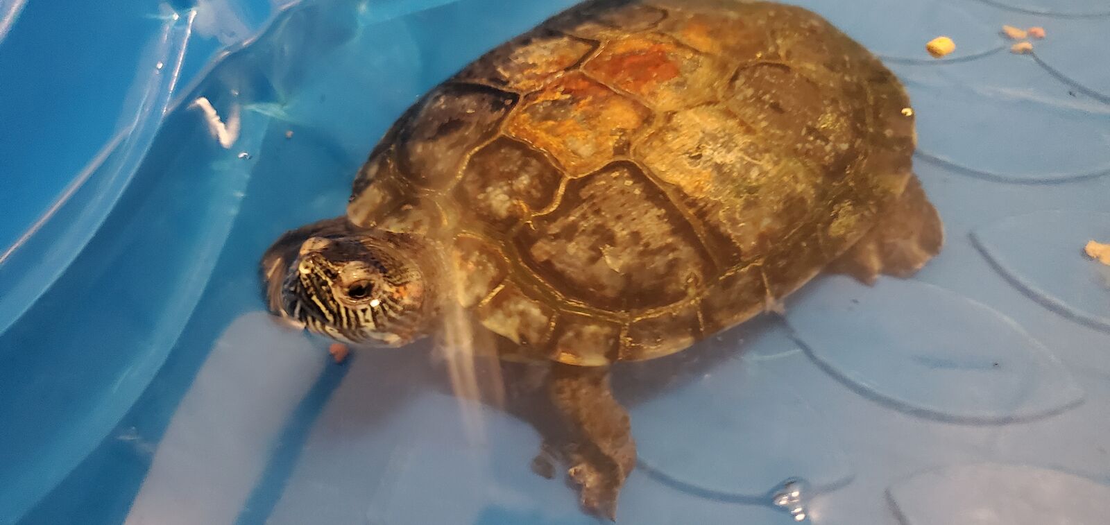 A159421 Guacamole is Available of Adoption!