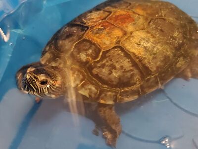 A159421 Guacamole is Available of Adoption!