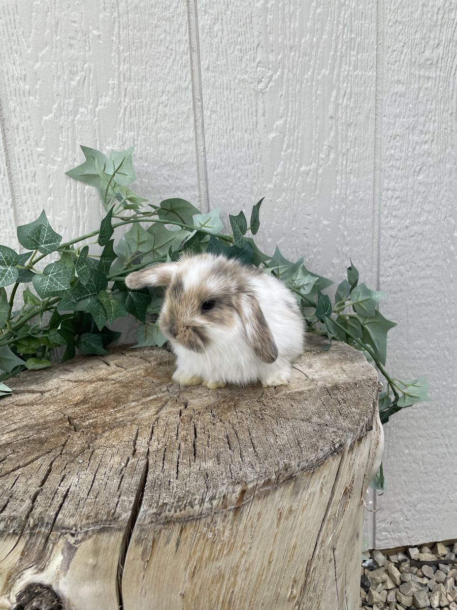 Purebred Holland Lop Buck (fully pedigreed)