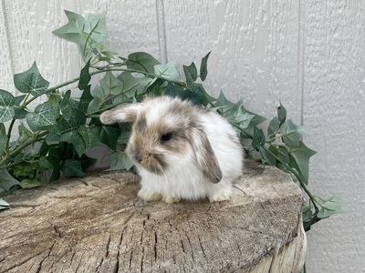 Purebred Holland Lop Buck (fully pedigreed)