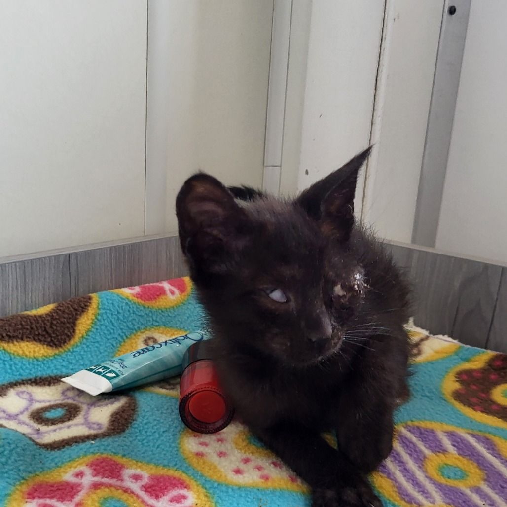 Hello my name is Kazoo