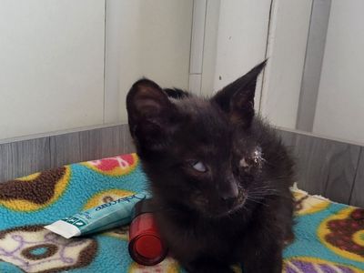 Hello my name is Kazoo