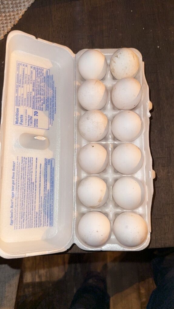 Fertilized Austra white Eggs