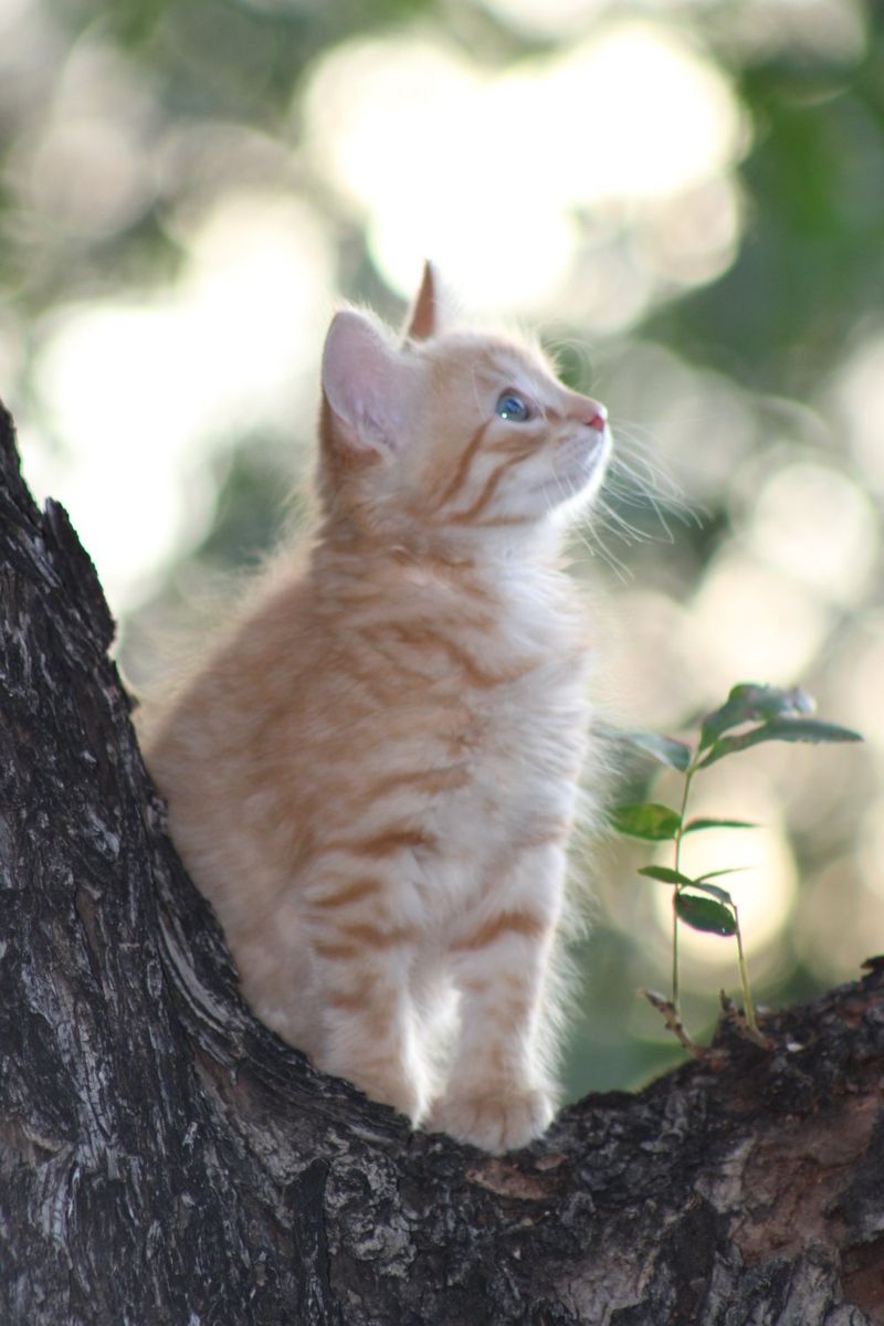 Adorable Fluffy Kittens – Ready for Their New Homes!