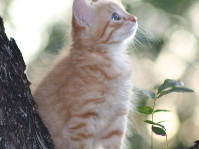 Adorable Fluffy Kittens – Ready for Their New Homes!