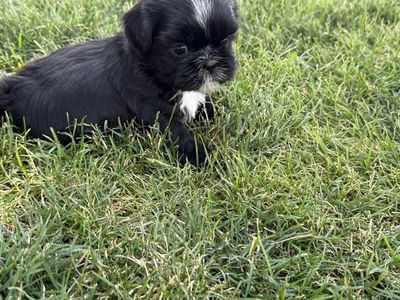 AKC Shih Tzu Puppies