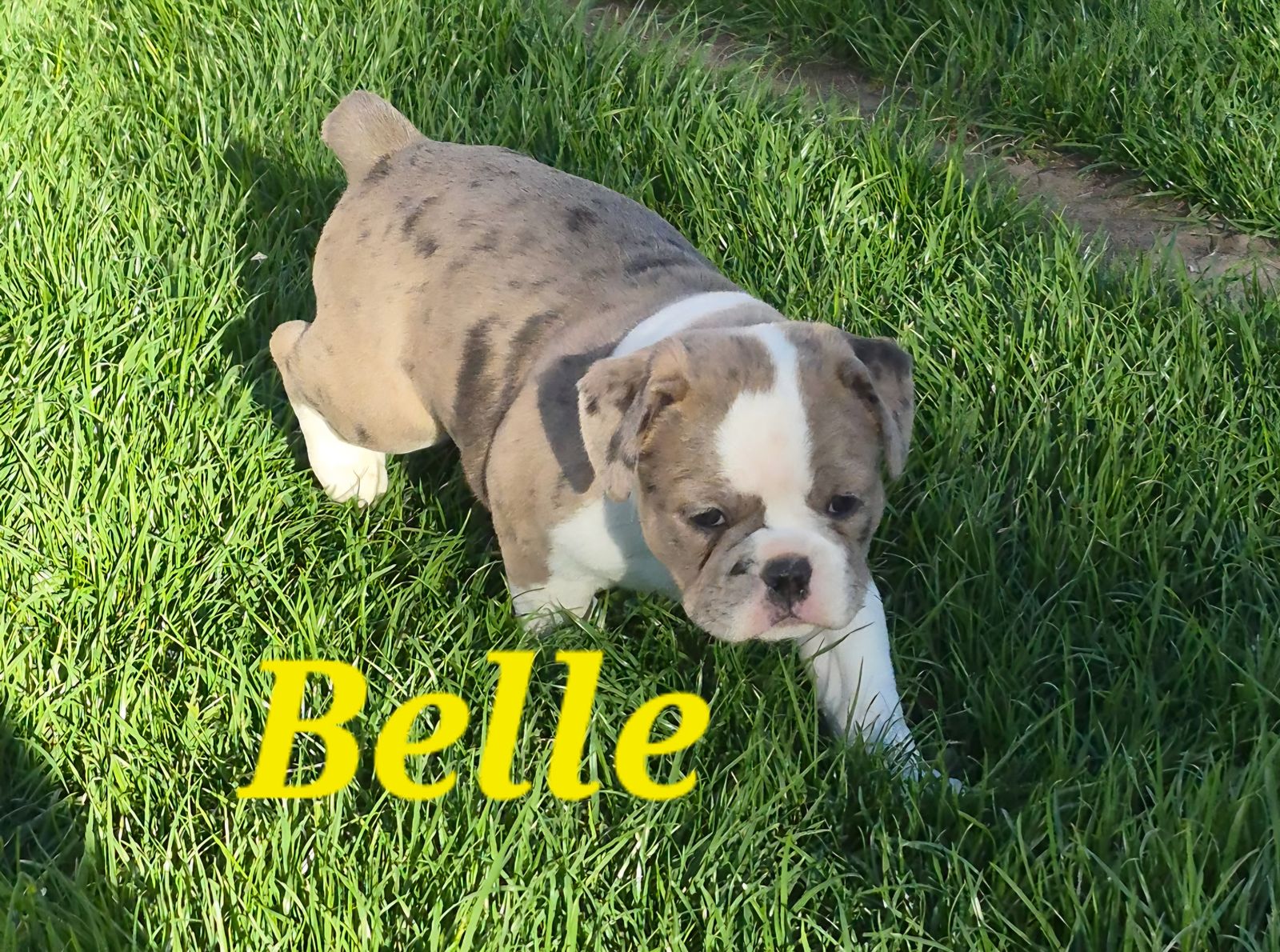 Olde English Bulldogs/Frenchie  mix puppies