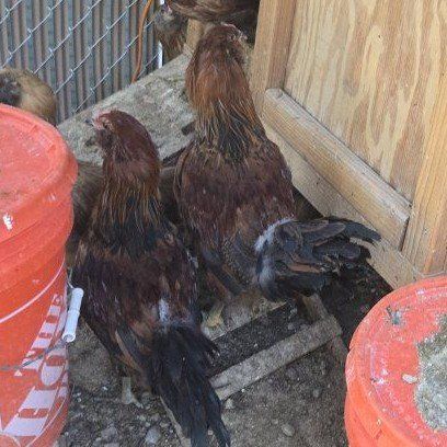 3, potentially 4 free roosters