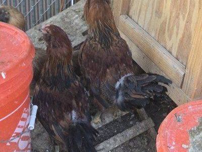 3, potentially 4 free roosters