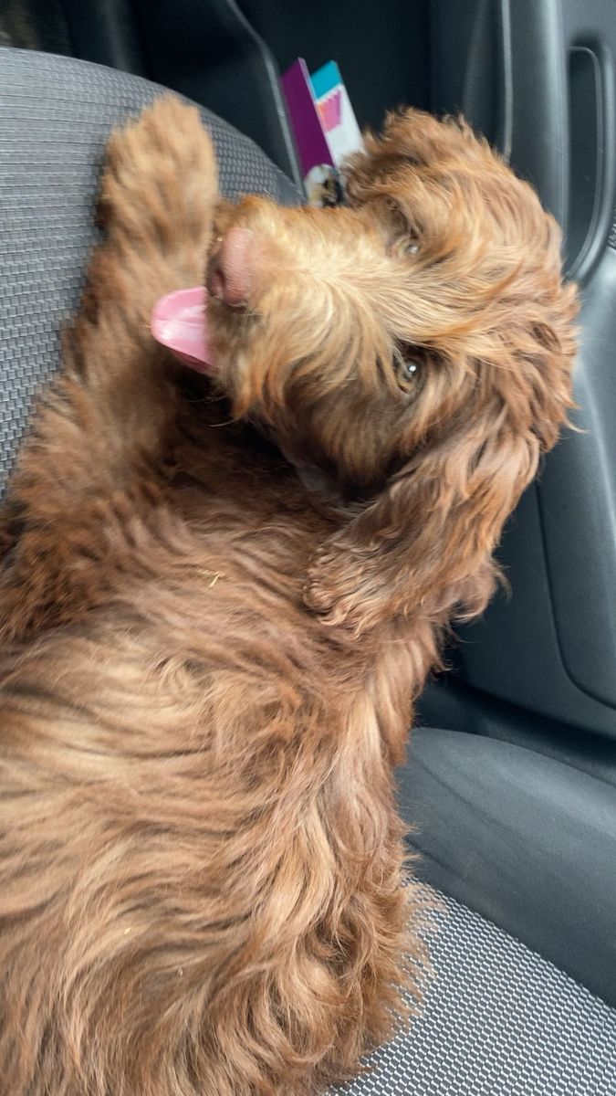 Borderdoodle Female Puppy