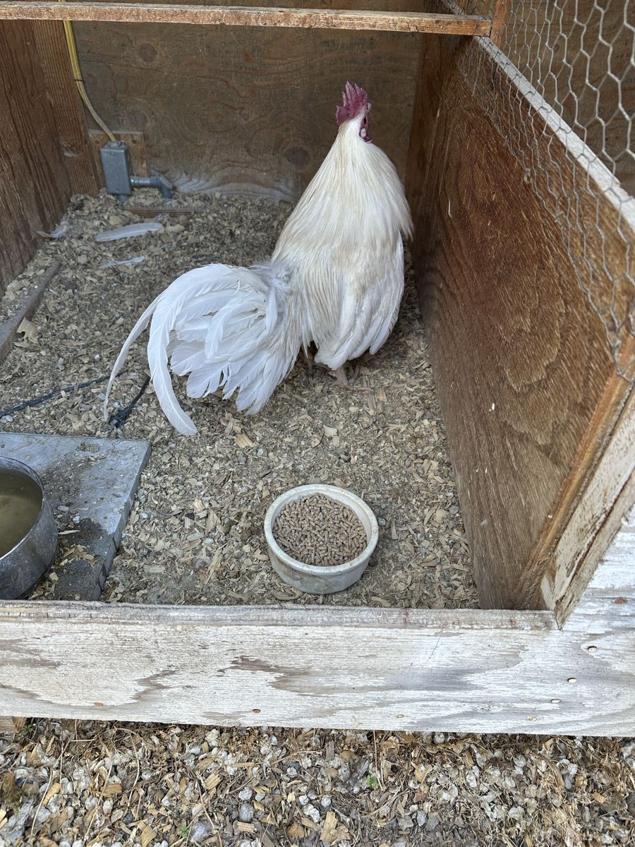 10 month Brass Back Butcher Game Rooster
