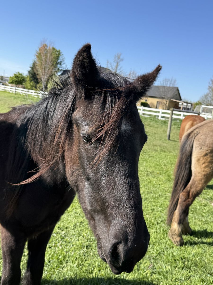 2-Year-Old Gypsy Vanner / Quarter Horse Cross Filly – Dark Bay – Great Project Prospect!