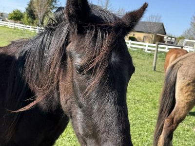 2-Year-Old Gypsy Vanner / Quarter Horse Cross Filly – Dark Bay – Great Project Prospect!