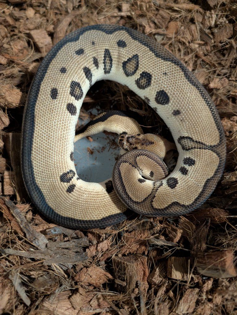 juvenile leopard clown ball python