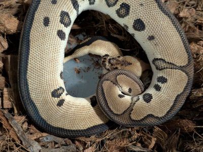 juvenile leopard clown ball python