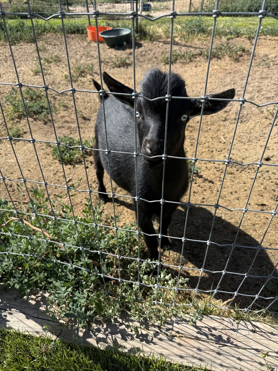 Nigerian Dwarf Buckling
