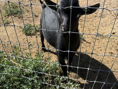 Nigerian Dwarf Buckling