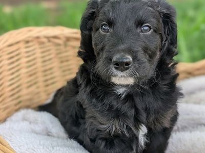 F1 Mini Aussidoodle Puppies