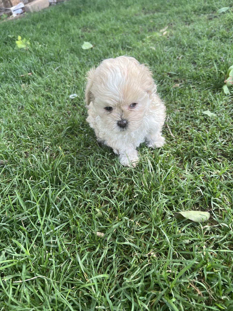 puppy’s