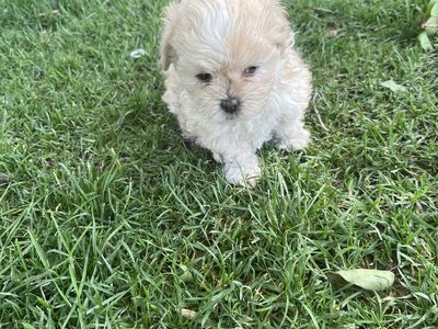 puppy’s