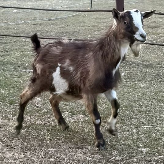 Mini Alpine buckling!