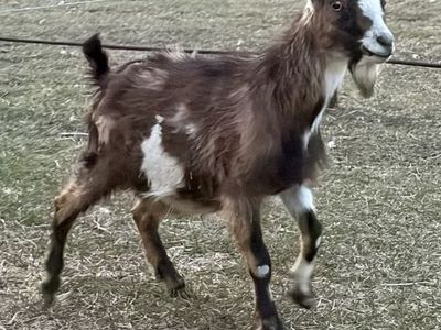 Mini Alpine buckling!