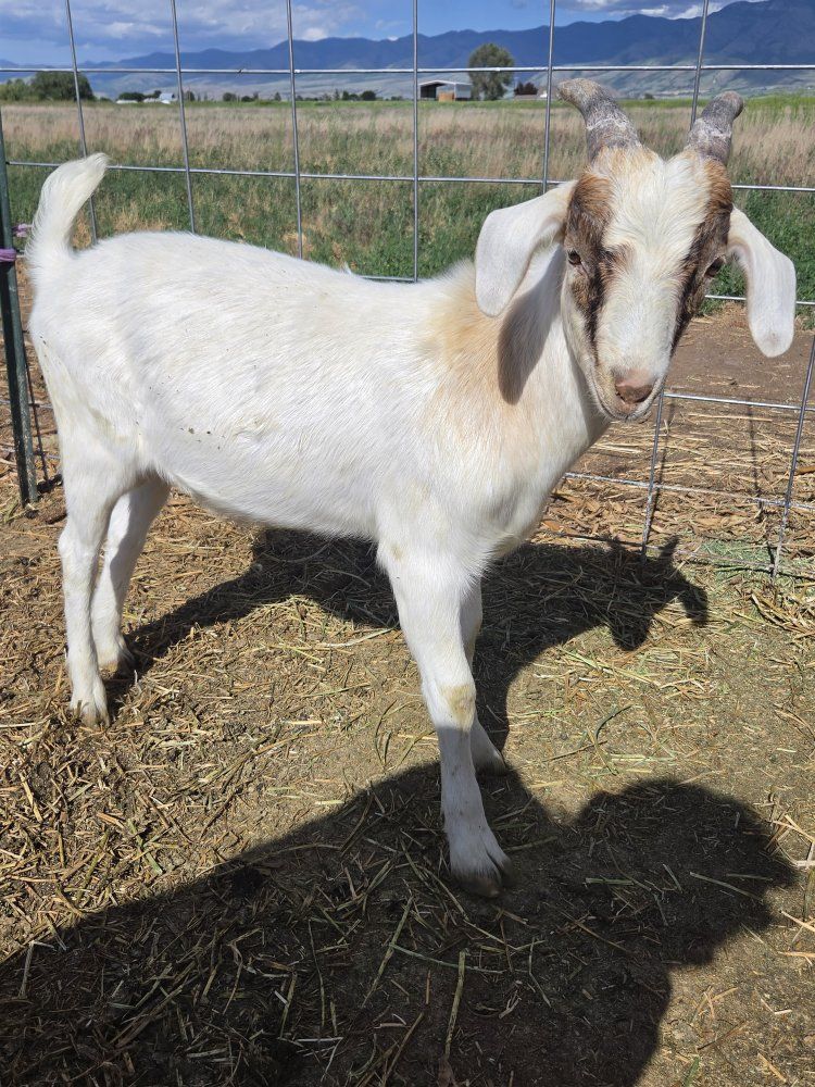 Nubian, Boer, and Mixed Breed Goats - Various Ages & Colors, Healthy Livestock for Sale