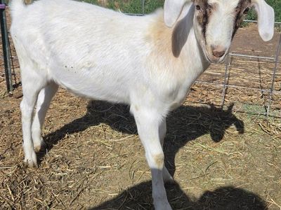 Nubian, Boer, and Mixed Breed Goats - Various Ages & Colors, Healthy Livestock for Sale