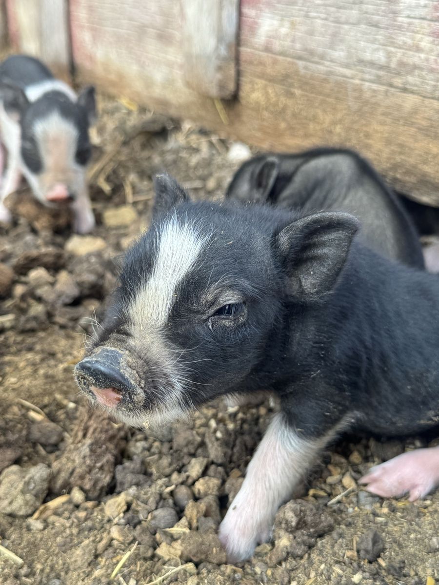Miniature Piglets - Black and White Piglets Available