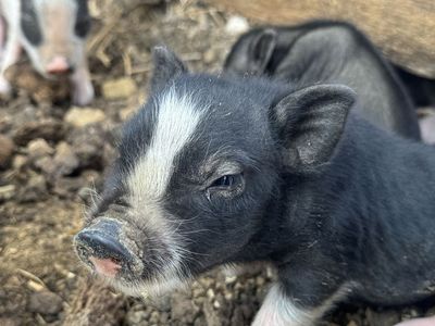Miniature Piglets - Black and White Piglets Available