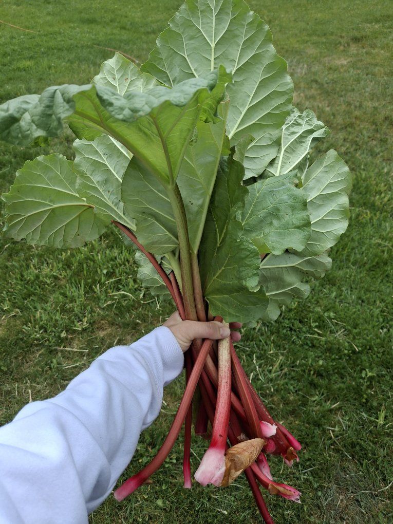 Rhubarb