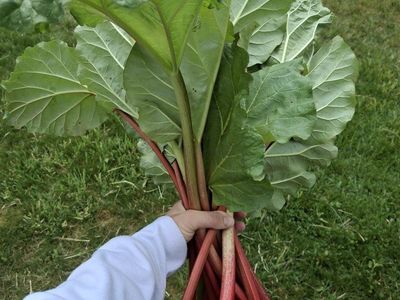 Rhubarb