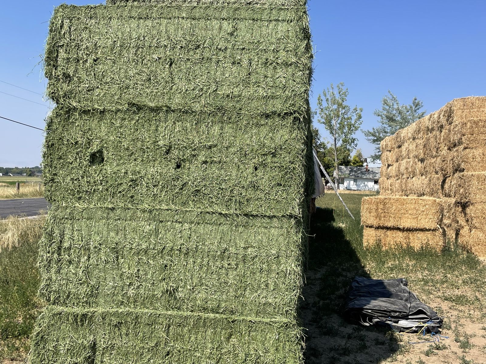 Feeder to premium hay w delivery