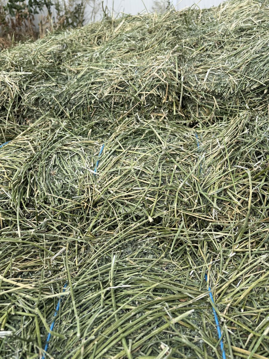 Alfalfa Hay