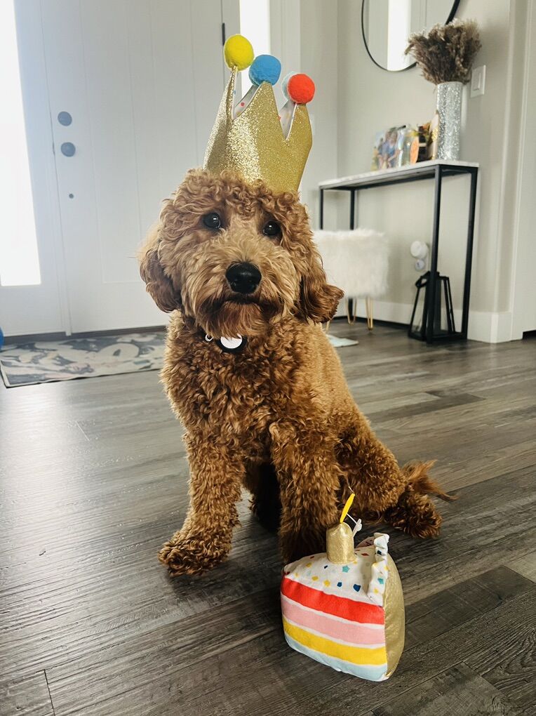 Mini Goldendoodle Stud