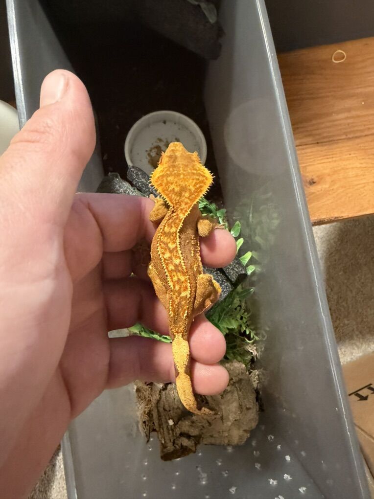 Male Crested Gecko