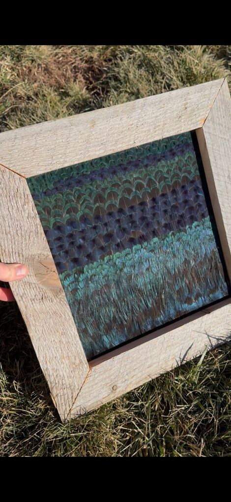 Pheasant Feather Mounts
