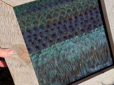 Pheasant Feather Mounts