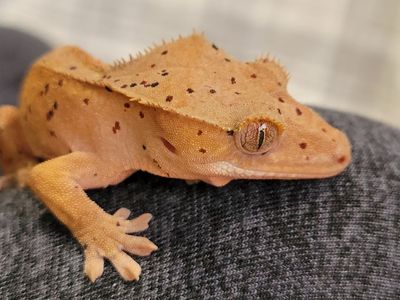 Adorable 3" Baby Red Dalmation Crested Gecko