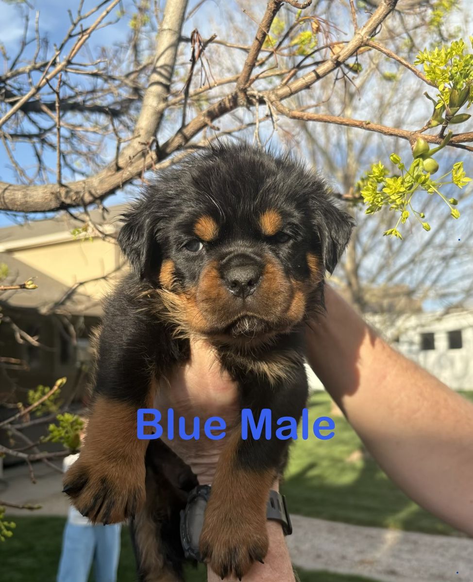 World Class Quality AKC German Rottweiler Puppies