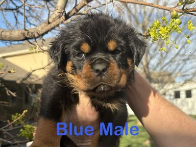 World Class Quality AKC German Rottweiler Puppies