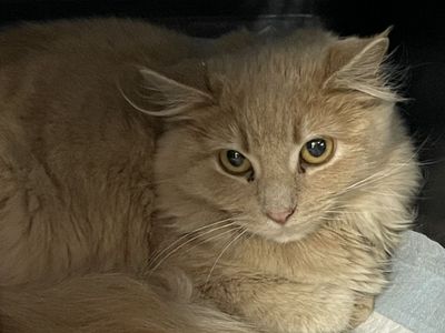 Hello my name is Lumen