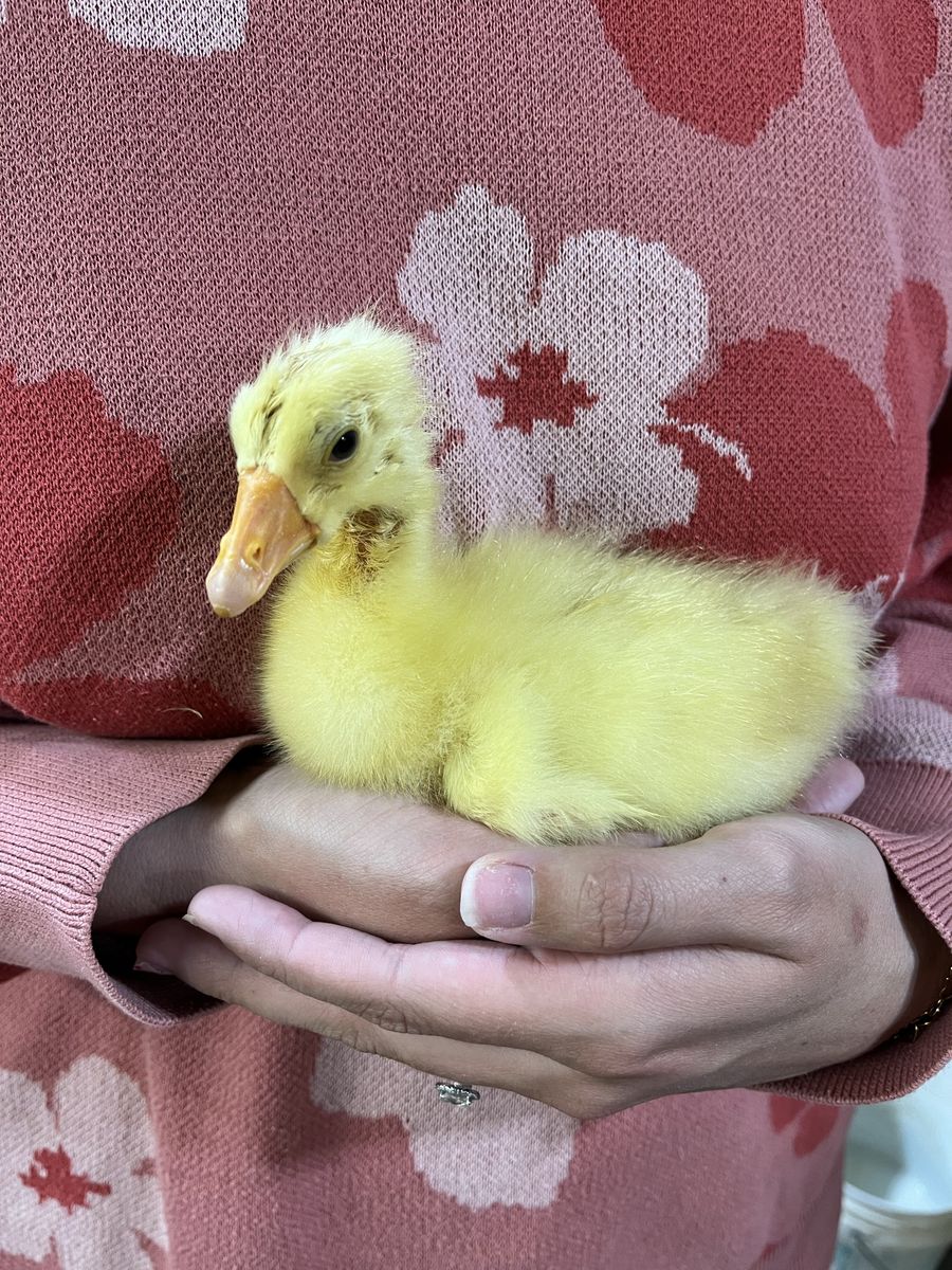 Chinese Gosling
