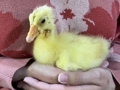 Chinese Gosling