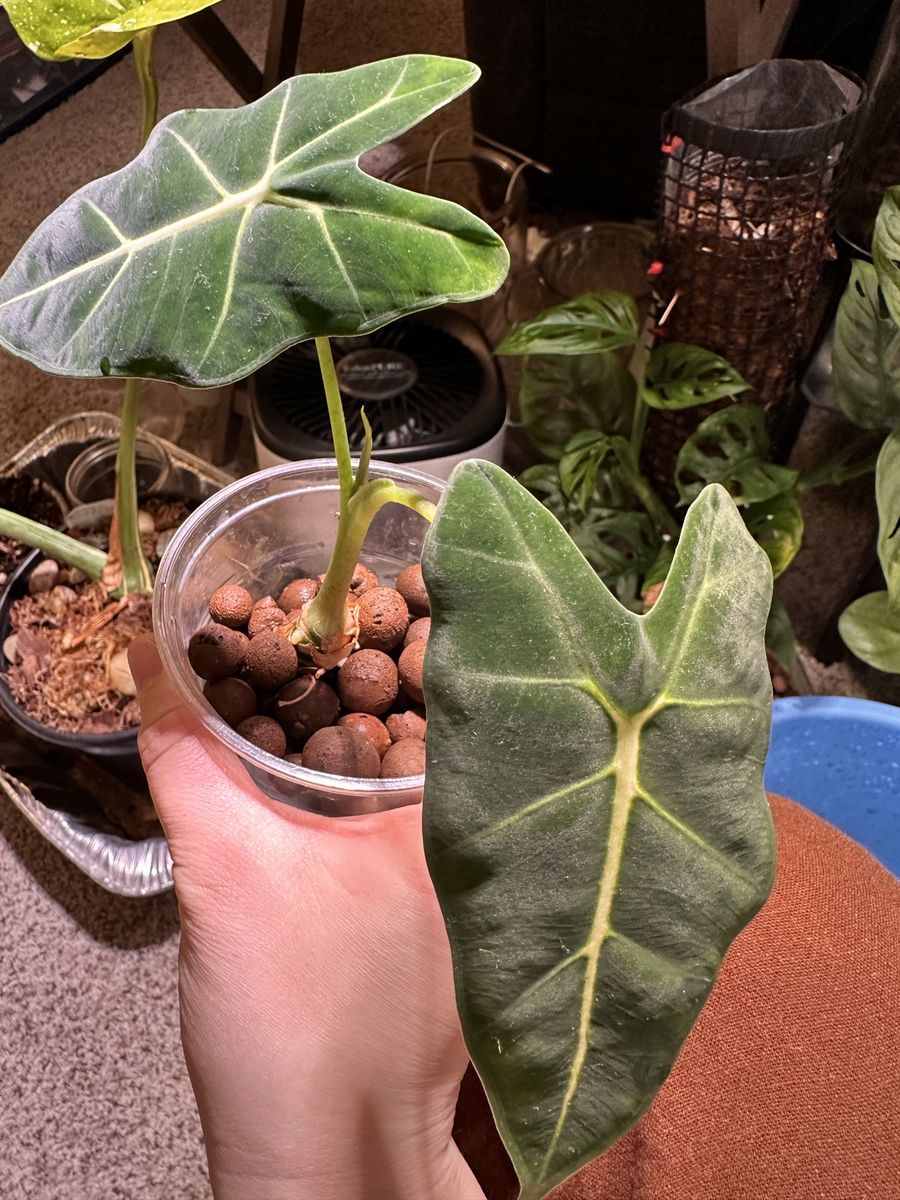 Alocasia Frydek