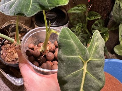 Alocasia Frydek