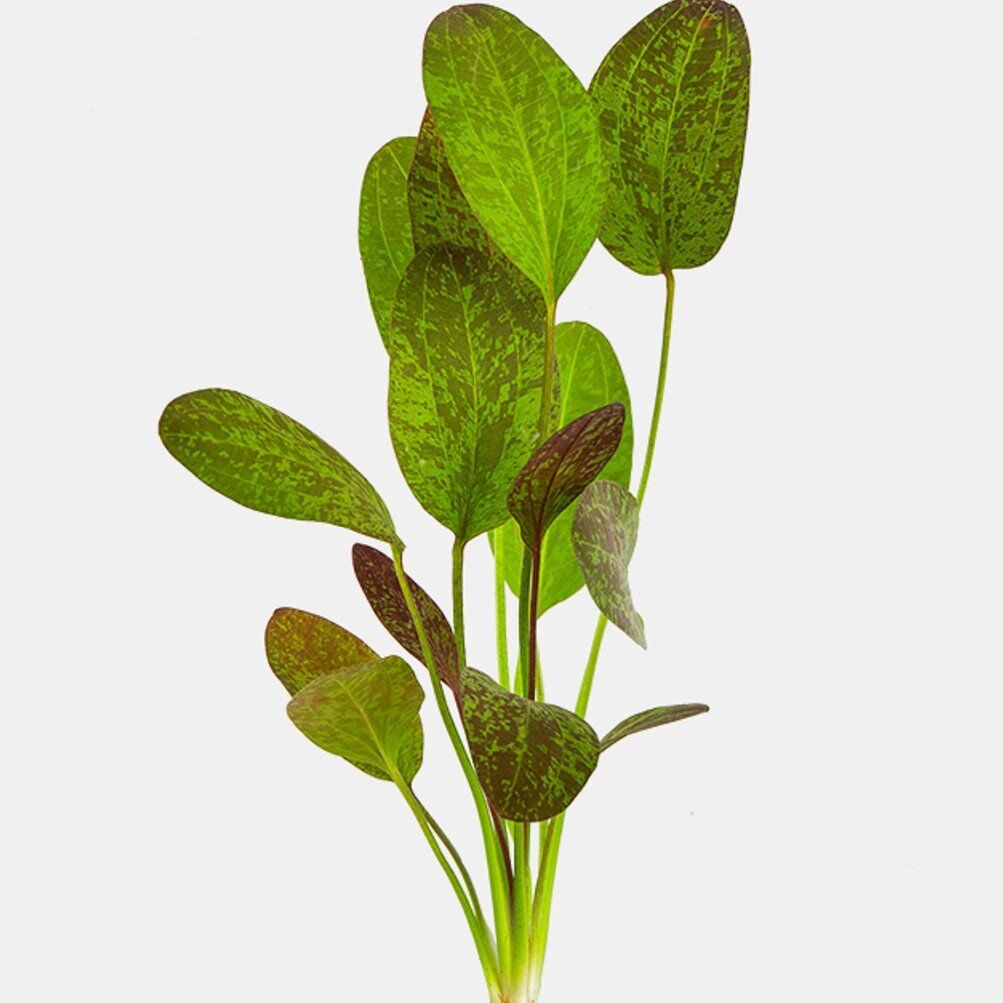 red flame Amazon sword