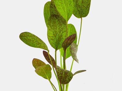 red flame Amazon sword